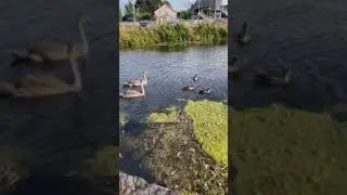 Swan family Лебединое озеро #animals#swan#lake #birds#лебединоеозеро #лебедь#озеро#птицы