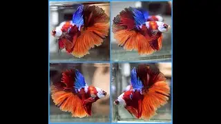 Betta Fish MASK Nemo Tiger METALLIC BKUE GALAXY KOI Rosetail HM Male X416
