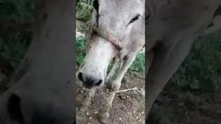 Donhkis love is Beautiful