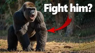 7 Surprising Animals That Could Defeat a Gorilla