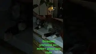 Бывший бездомный кот живёт два года дома. #котик #котдома #виделивидео #бездомныйкот #кот #коты