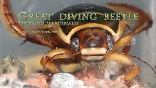 Great diving beetle - Dytiscus marginalis - Dytique bordé - Gelbrandkäfer
