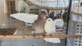Maya + Julie: I guess this speaks for itself ... Oops they did it again! (ringneck + hybrid dove)