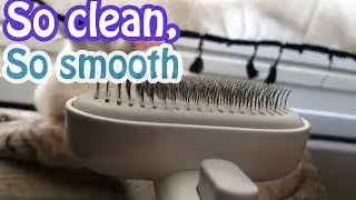 How to effectively brush your cat