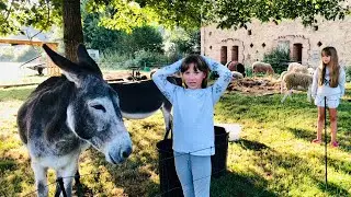 THE CHATEAU FARM GREAT DONKEY ADVENTURE