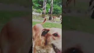 Street dog lover 😍  #dog #shortvideo