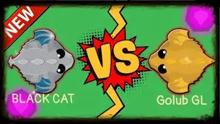 CLAN WAR BK vs GL  | Black Cat vs Golub GL | 8.01.2021