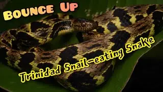 Bounce Up: Trinidad Snail-eating Snake (Dipsas trinitatis)