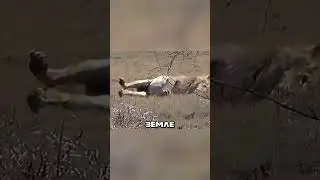 ЗМЕЯ УКУСИЛА ЛЬВА 🐍🦁☘️ 