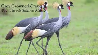 #nature Nature Birds - Unique facts about cranes