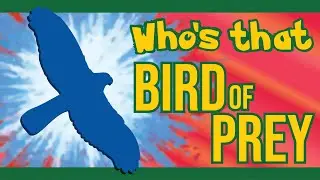 How to Identify Wild Birds of Prey: A Beginner's Guide to Raptors