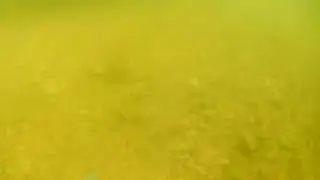 Havuz lepistesleri su altı çekimi - 3 | pool guppies
