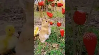 Rabbit Eating Stawberry #bunny #naturelover #cute #rabbit #shorts #naturelover