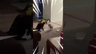 Jotaro vs DIO but Cats