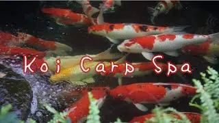 Koi Carp Spa