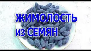 Размножение жимолости  семенами (Часть 1)