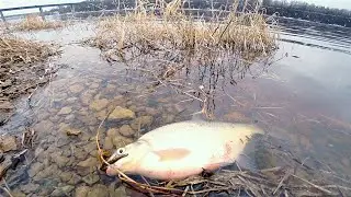 ЛЕЩ ранней Весной на Реке . Сошёл лёд ,ловим на Фидер .Холодная вода , ГЭС сбрасывает воду.