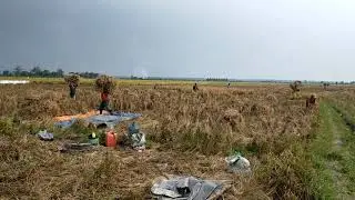 Suasana Panen Raya Di Kampung Halaman