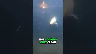Uncovering the Truth The High Stakes World of Stingray Rescue