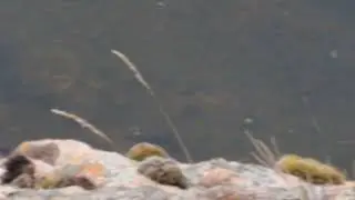 seasea mp4
