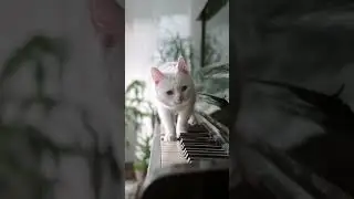 Kucing Putih Yang Manis #shorts