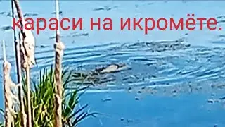 Нерест карася.