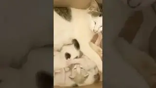 Lucu imut🐱🥰#vidioshort #cat#