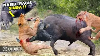 #1 DO NOT WATCH ‼️ The most BRUTAL & TERRIFYING LION Defeat Moment