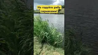 🔥Чим не треба годувати рибу🔥 Сирники короп не їсть! Панське озеро Рибалка Відпочинок