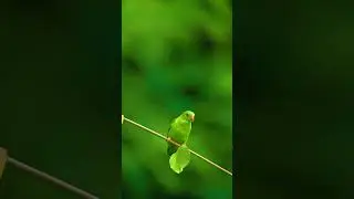 amazing Nazara| #birds #shorts