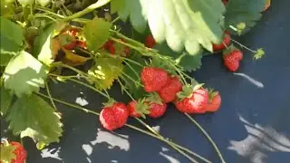 Сирафина, земляника нсд изысканного вкуса и отличной урожайности!!!