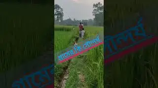 গ্রামের কি সৌন্দর্য দেখলেই মন জুড়ে যায় ✔️ গ্রামের সোনালী ফসল