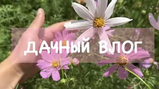 ДАЧНЫЙ ВЛОГ. ЧТО СЛУЧИЛОСЬ С МОЕЙ ПЕЛАРГОНИЕЙ. ЯГОДА И МАМИНЫ ЦВЕТЫ