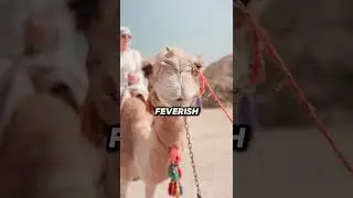 😱They're Feeding Snakes to Camels😱