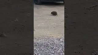 ёжик испугался #shorts