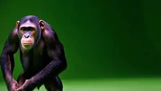 Free chimpanzee green screen | video effect
