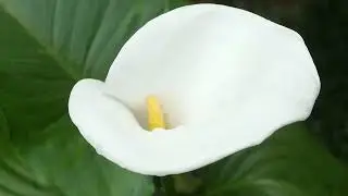 A light, beautiful, hopeful Melody filled with tender emotions! Relaxation