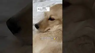 Puppy gets mean comments on Tiktok 😞 