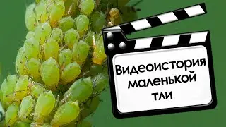 Видеоистория маленькой тли