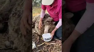 Sheep rescued after living years in the Australian bush