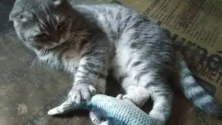 Кот И Рыба Дружат