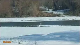 Цапля на Каратале 30.12.2023