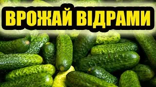 ВРОЖАЙ ВІДРАМИ: Дачники Розповіли СЕКРЕТ. Як Правильно Вирощувати Огірки?