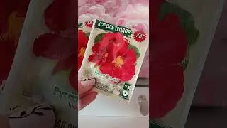 Настурция