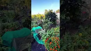 My Ohio Garden, End of August