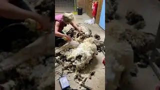 Sheep with 40 kg additional .....load wool.......