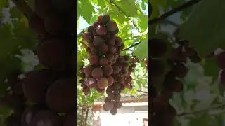 Виноград Подарок Несветая