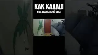 Как Калаш встрел первый снег