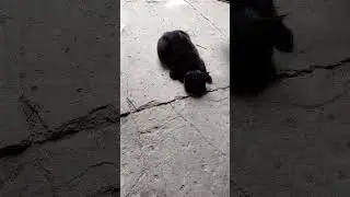Принцесса Ева бастует. Прикинулась, мол сил нет, и надо срочно покушать.