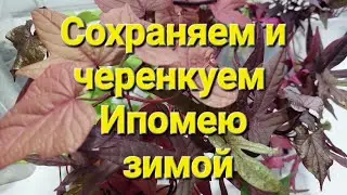 Как сохранить  и размножить ипомею в квартире?